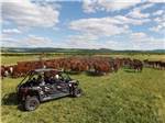A family riding an ATV in a field with a hoard of cows at THE RETREAT, LINKS & SPA AT SILVIES VALLEY RANCH - thumbnail