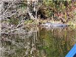 Alligator surrounded by foliage at HAINES CREEK RV PARK - thumbnail