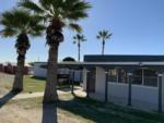 Palm trees and office building at American Campground - thumbnail