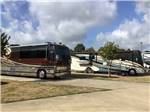 View larger image of A row of moterhomes with a tree at CORRAL RV RESORT image #9