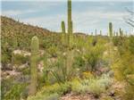 Views at nearby Tucson Mountain Park at PALO VERDE ESTATES - thumbnail