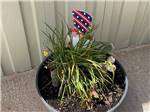 A planter with a cactus at CLOVIS POINT RV STABLES & STORAGE - thumbnail