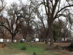 RVs in treed sites - thumbnail