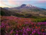 View larger image of A field of wild flowers nearby at ELLENSBURG KOA JOURNEY image #1