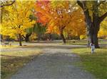 View larger image of A gravel RV site with trees in fall at ELLENSBURG KOA JOURNEY image #12