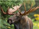 A moose looking into the camera at WEST BAY ACADIA RV CAMPGROUND - thumbnail