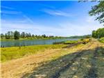 Ducks near the lake - thumbnail