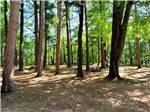 View larger image of Gorgeous forest with tall trees at EVERGREEN PARK  CAMPGROUND image #2