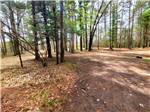 Dirt roads thru the forest at EVERGREEN PARK & CAMPGROUND - thumbnail
