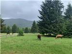 View larger image of A couple of horses in a pasture at SILVER RIDGE RANCH image #1