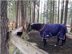 View larger image of A horse in a corral eating at SILVER RIDGE RANCH image #11