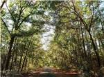 A walking trail with tall trees at RIVERWALK LANDING - thumbnail