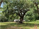 Large shade trees at Creekside Campground - thumbnail