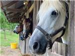 View larger image of A row of horses in their stalls at QUIET WOODS GREEN RIVER STABLES HORSE CAMP  RV PARK image #10