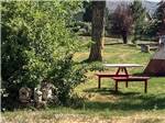 A picnic table in a tenting site at WHITE KNOB MOTEL & RV PARK - thumbnail