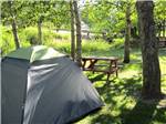 A tent and a picnic table under a tree at FRENCH CREEK RV PARK AND CAMPGROUND - thumbnail
