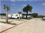 View larger image of Palm trees in between campsites at PHEASANT VALLEY RV PARK image #6