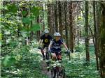 Man and woman cycle in trail through dense forest at PADDLE TRAIL CAMPGROUND ON THE GREEN RIVER - thumbnail