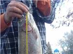 A man measuring a fish at BRIDGEPORT MARINA RV PARK - thumbnail