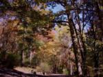 Open area with trees at site Ash Grove Mountain Cabins and Camping - thumbnail