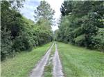 A tree lined path - thumbnail