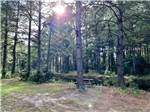 Trees near the water - thumbnail