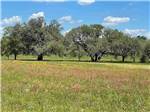 Large trees in a grassy field at SOUTHBOUND RV PARK AND CABINS - thumbnail