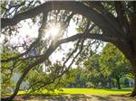 Sunlight peeking through a tree at JETSTREAM RV RESORT AT THE MED CENTER - thumbnail