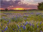 A field of wildflowers at dusk near JETSTREAM RV RESORT AT WALLER - thumbnail