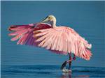 A flamingo with its wings opened nearby at JETSTREAM RV RESORT AT WHARTON - thumbnail