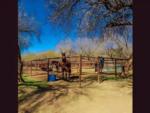 Horses at Lady Lottie Roping Camp - thumbnail