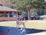 Three dogs playing at VACAY VILLAGE OF PENSACOLA - thumbnail