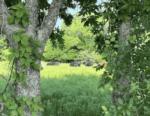 Cows grazing at McWest RV Park - thumbnail