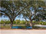 Shaded area with benches around dog areas at Medical Center RV Resort - thumbnail