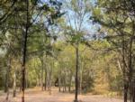 A walking trail with tall trees at NATURE TRAILS STAYCATION - thumbnail