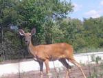 A deer visiting the campground at NATURE TRAILS STAYCATION - thumbnail