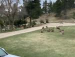 Wild deer and turkeys - thumbnail