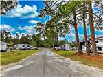 Tree lined road - thumbnail