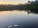 Tree lined pond with duck at Yall Come Back RV Park - thumbnail