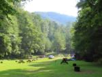 Open grass area with panic tables at site Black Bear Resort - thumbnail