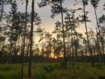 Wooded grassy area at Blessing Trails RV Park - thumbnail