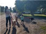 Family walking their dogs nearby - thumbnail