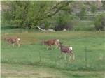 Deer grazing in a meadow nearby - thumbnail