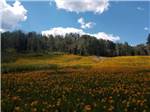 A field full of yellow flowers - thumbnail