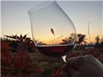 A mans hand holding a glass of wine at DUNDEE HILLS RESORT - thumbnail