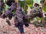 Grapes growing on a vine at DUNDEE HILLS RESORT - thumbnail