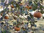 A close up of the persimmon tree at KELLY CREEK RV PARK - thumbnail