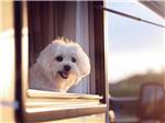 A white dog looking out the window of a RV at TIFTON OVERNIGHT RV - thumbnail