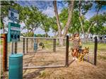A lady and her dog exiting the dog area at CANOPY LUXURY RV RESORT - thumbnail
