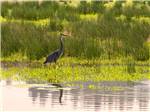 A blue heron perches at the Ridgefield Wildlife Refuge near DICKY'S RV RESORT - thumbnail